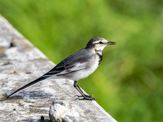Japanese white wagtail in old rice field 7