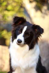 Dog breed Border Collie