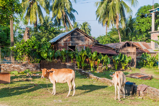 Rural scene with cows in Khulna, Bangladesh