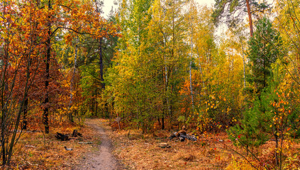 Autumn landscape. Nice sunny day for a nice walk. A beautiful forest decorated with colors of autumn pleases the eye.