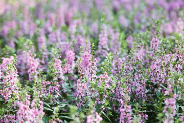 Blooming pink Angelonia flower field or Little turtle flower