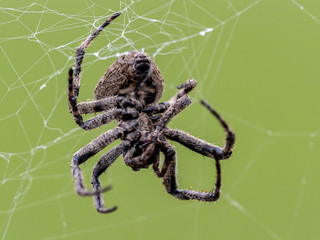 Araneus ventricosus orb weaver on its web 4