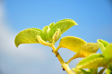Plectranthus amboinicus, Indian mint, karpuravalli leaves medical plant in blue sky background