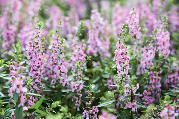 Blooming pink Angelonia flower field or Little turtle flower