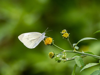 garden white butterfly drinking nectar on flower 2