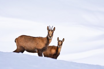 Chamois in the snow on the peaks of the National Park Picos de Europa in Spain.