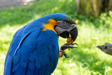 arara multi colorida em close com lindas penas 