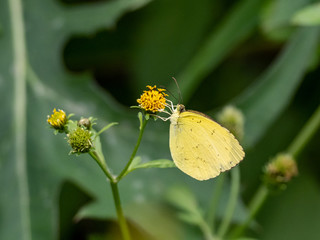 common grass yellow butterfly on flower 2