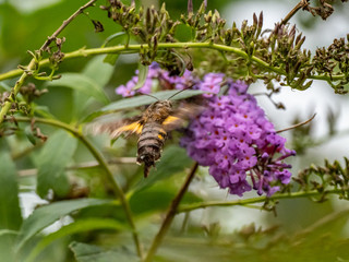hummingbird hawkmoth feeding in flight 1