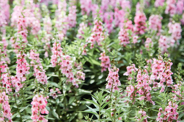 Blooming pink Angelonia flower field or Little turtle flower