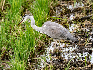 Japanese gray heron in a rice field