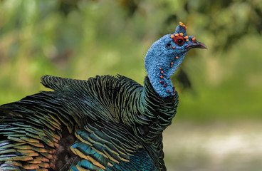 Close-up on an wild turkey (ocellated turkey, Meleagris ocellata) at Tikal archaeological site, Guatemala.