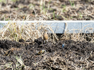oriental greenfinch in plowed Japanese field 2