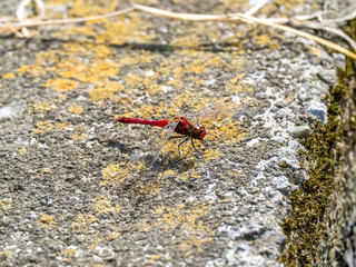 scarlet skimmer dragonfly on field divider 1