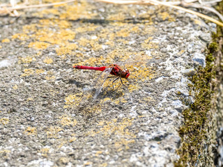 scarlet skimmer dragonfly on field divider 2