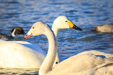 御宝田遊水地 白鳥