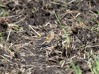 oriental greenfinch in plowed Japanese field 5