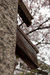 Travel Osaka Garden Sakura Spring 50