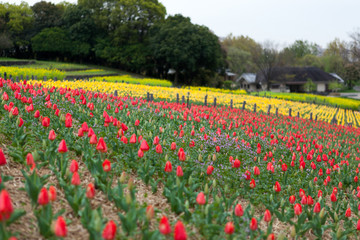 Fototapeta na wymiar Travel Osaka Garden Sakura Spring 21