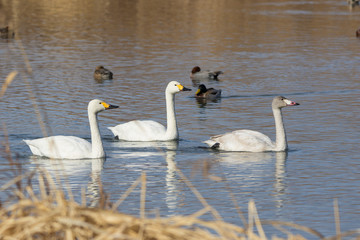 御宝田遊水地 列をなして進む白鳥