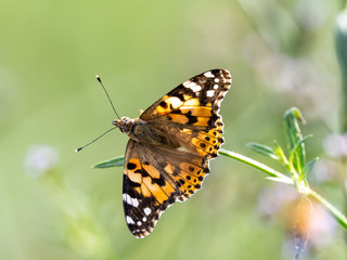 Fototapeta na wymiar close up Indian fritillary butterfly at rest 1
