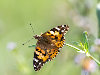 Naklejka premium close up Indian fritillary butterfly at rest 2