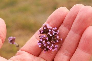 pink little wild flowers in between fingers