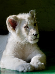 Young white lion cub in the shadow