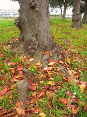 桜の木と落ち葉風景