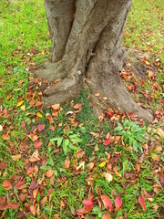 桜の木と落ち葉風景