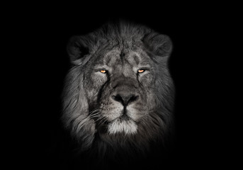 bright orange eyes, bleached face lion portrait on a black background. looks inquiringly. powerful...