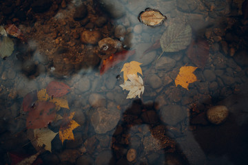 Yellow leaf on the palm of the lake