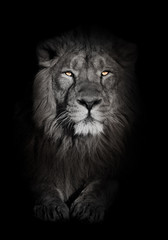bright orange eyes, bleached face lion portrait on a black background. looks inquiringly. powerful lion male with a chic mane consecrated by the sun. - obrazy, fototapety, plakaty