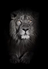 Foto auf Acrylglas leuchtend orangefarbene Augen, gebleichtes Gesicht Löwenportrait auf schwarzem Hintergrund. schaut fragend. mächtiges Löwenmännchen mit schicker, von der Sonne geweihter Mähne. © Mikhail Semenov