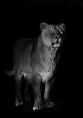 Naklejka na ściany i meble bright orange eyes, bleached face liones on a black background. lioness on a black background. looks attentively. powerful lion female with a strong body walks beautifully in the evening light.