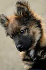 Fototapeta premium Pretty German shepherd puppy black and brown with collar close-up