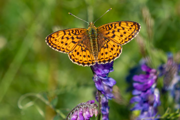Close up of a Heath Fritillary sitting on a purple flower in sunlight