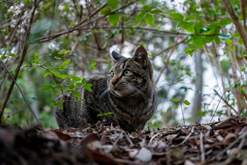 森の茂みで何かを見ている猫