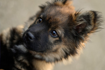 Pretty German shepherd puppy black and brown with collar close-up