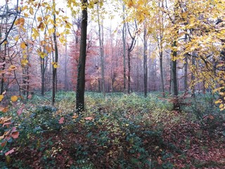 autumn woody scenes