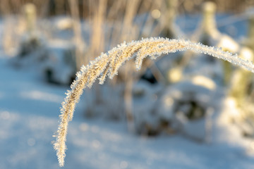 Straw of grass covered with frost in bright sunlight