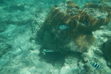 Sergeant fish swims in the water of the Pacific Ocean near the Fiji Islands