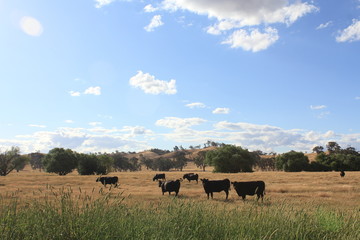 cattles relaxing on the green field and farm landscape Australia