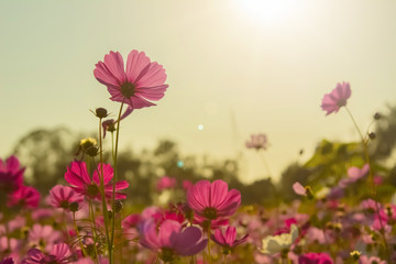 Beautiful Pink and White Cosmos flowers or daisy under sunlight in garden with blue sky background in Vintage color tone style or pastel retro, selective focus. Daisy under sunlight morning.