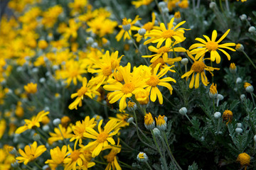 Travel Osaka Garden Sakura Spring 68