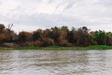 Obraz premium Burnt trees from the wildfires in the Pantanal, Mato Grosso do Sul, Brazil