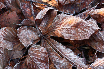 The leaves of various trees of one brown color lying on the earth. In sunny frosty day leaves are covered with light hoarfrost.