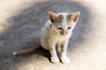 A dirty stray kitten sitting in the close up picture