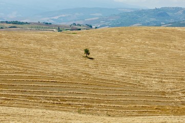 Obraz premium A lonely tree in Tuscany landscape