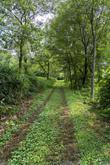 里山の風景　林道イメージ